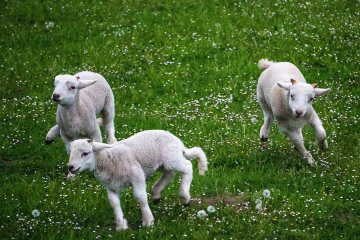 Lambs