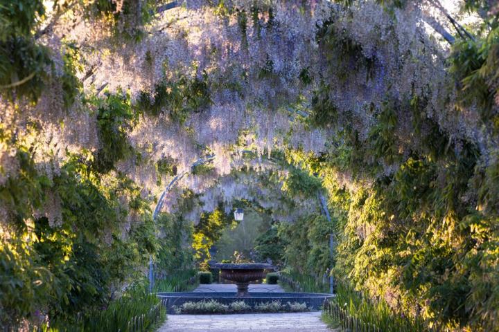 Wisteria at RHS Wisley © Richard Bloom