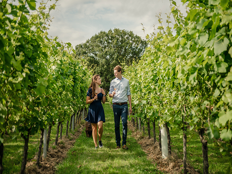 South-East England Vineyards Tour